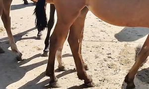 02.06.2024 Тараз Жамбыл Ас-ер мал базары Жылқылар бағасы.سوق الخيول. Horse market Kazakhstan 2024