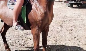 11.08.2024 Тараз Жамбыл Ас-ер мал базары жылқылар бағасы