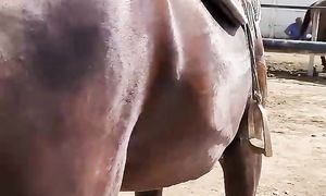 28.07.2024.Тараз Жамбыл Ас-Ер мал базары жылқылар бағасы Көкпар аты шаруа жылқылар құнан тайлар