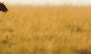 Как люди выживали там, где Ты бы не смог