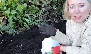 Как легко посадить чеснок