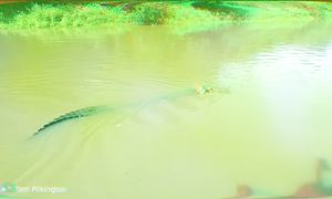 Это Самая Большая Змея в Мире Снятая на Камеру! Топ Аномально Больших Животных!