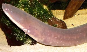 Эта Река в 100 Раз Опаснее Амазонки