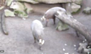 Животные с Самыми Страшными Зубами в Мире