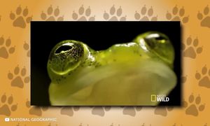 Самые Безумные Факты об Амазонке