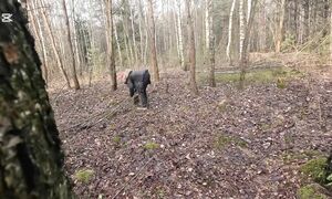 ЛЮДИ ЛЕСА ВСЕ В СБОРЕ, ПОЛНЫЙ ТРЭШ. МУСОРЩИК В ШОКЕ