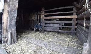 ПРОСТАЯ ЖИЗНЬ ПАРНЯ на СТАРОМ ХУТОРЕ в ЛЕСУ в БЕЛАРУСИ. №333