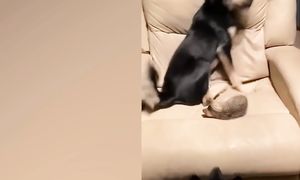 Приколы с котами! С ОЗВУЧКОЙ! Смешные коты и собаки! - САМЫЕ СМЕШНЫЕ ЖИВОТНЫЕ!