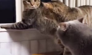 Приколы с котами! Смешные коты! С ОЗВУЧКОЙ! СМЕШНЫЕ ЖИВОТНЫЕ 2024! УГАР!