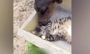 Приколы с котами! С ОЗВУЧКОЙ! СМЕШНЫЕ КОТЫ 2025! Самые смешные животные - Я РЖАЛ ДО СЛЕЗ!