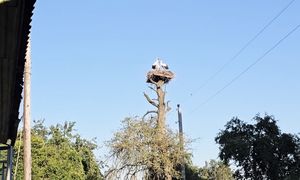 Простая жизнь семьи в деревне! Завели хозяйство, живем в окружении природы и счастливы в глуши!