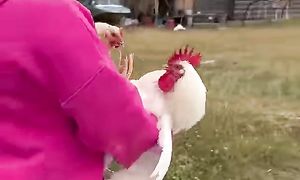 Русская белая порода курицы з