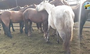 ЖЫЛҚЫ БАЗАР  ҚАРАБҰЛАҚ МАЛ БАЗАР 02.10.2024