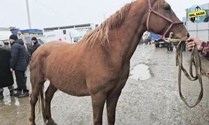 ЖЫЛҚЫ БАЗАР  ҚАРАБҰЛАҚ МАЛ БАЗАР 13.11.2024