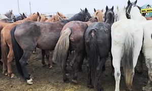 24.11.2024 ЖЫЛҚЫ БАЗАР  МАЛ БАЗАР ТАРАЗ