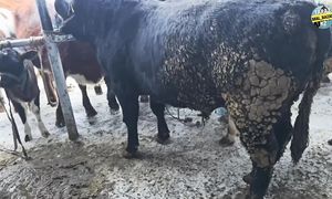 БҮГІНГІ БАЗАРДАҒЫ ІРІ ҚАРА БАҒАСЫНА ШОЛУ  ТАРАЗ МАЛ БАЗАР????????