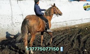 27.10.2024 Жылқы базар / Тараз мал базар / Horses market ✅