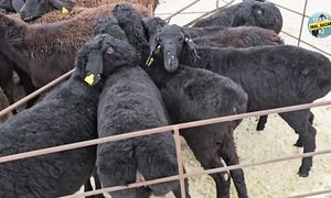 ҚОЙ БАЗАР КАРАБУЛАК 18.12.2024