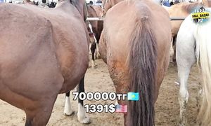 ЖЫЛҚЫ БАЗАР  ТАРАЗ АС-ЕР МАЛ БАЗАР