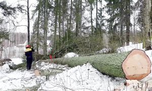 Working in Forest and Logging with Old Valmet 872