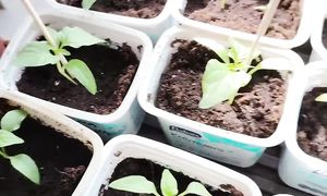 Рассадила перец и баклажаны #рассада #огород #огороднаподоконнике