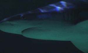 Эта Рыба Может Перекусить Все