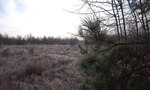 ДНЕМ РАБОТАЛИ. ВЕЧЕРОМ ОТДЫХАЛИ. А НОЧЬЮ ПРОИЗОШЛА ТРАГЕДИЯ! ЖИЗНЬ в ГЛУХОЙ ДЕРЕВНЕ. №339