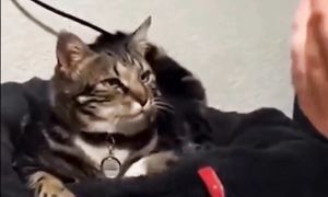 Приколы с котами! С ОЗВУЧКОЙ! СМЕШНЫЕ КОТЫ! Самые смешные животные! Ржака до слез!