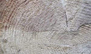 Когда вымер последний мамонт