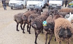 ҚОЙ БАЗАР  ҚАРАБҰЛАҚ МАЛ БАЗАР 09.04.2025