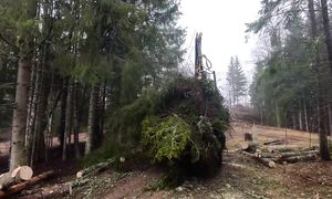 Risky Tree Removal Close Call - My Homestead Ep.10