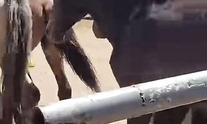 #horse #малбазар #video #equestrian #ot #stallion