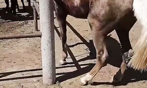 Конный рынок #horse #video #equestrian #жеребец