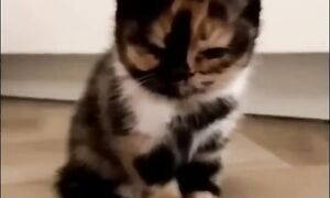 Приколы с котами! С ОЗВУЧКОЙ! Смешные коты и собаки! Самые смешные животные!!