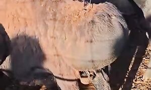 Мал базар #horse #equestrian #asmr #video