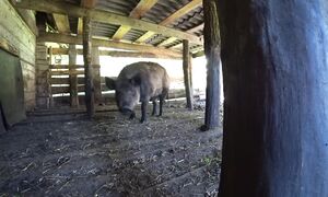 НАЧИНАЮ ПРИВЫКАТЬ К СОСЕДСТВУ. ЖИЗНЬ в ЛЕСУ на КРАЮ БОЛОТА. №351