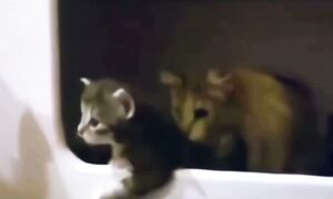 Приколы с котами! - С ОЗВУЧКОЙ! Самые смешные животные! СМЕШНЫЕ КОТЫ!