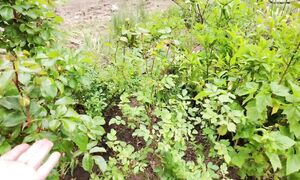 Новости из старого дома