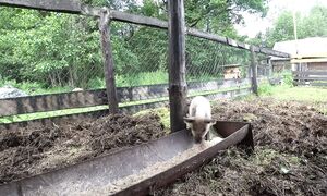 БЕЛАРУССКУЮ ЛЕСНУЮ ДЕРЕВНЮ, ЗАПОЛОНИЛИ ГАДЮКИ! №352