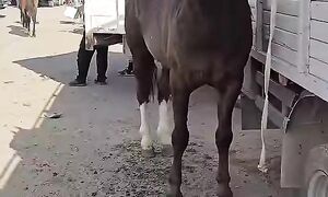 Жеребец Мощный #horse #ot #malbazar #equestrian #asmr #video