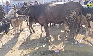 ІРІ ҚАРА БАҒАСЫ  МАЛ БАЗАР 2025