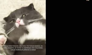 Приколы с котами! С ОЗВУЧКОЙ! СМЕШНЫЕ КОТЫ и собаки! САМЫЕ СМЕШНЫЕ ЖИВОТНЫЕ!