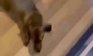 Приколы с котами! С ОЗВУЧКОЙ! Смешные коты и собаки! САМЫЕ СМЕШНЫЕ ЖИВОТНЫЕ!