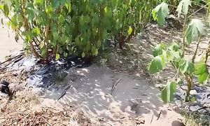 На японском огороде