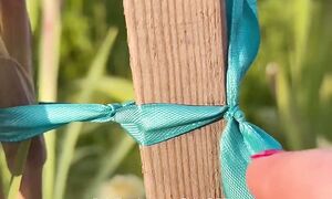 Очень нравятся гладиолусы! А вам