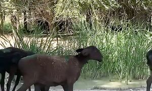 21.08.2025 100-Бас Тсатар Сатылады87051210396