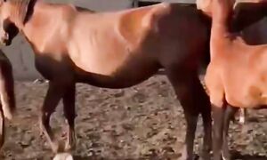 Чистакровный 9- бас аылшын лынды биелер сатылымда 8 707 757 40 80