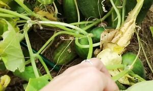 Я долго хохотала, когда зашла в теплицу после отпуска