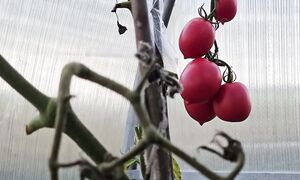 Остался один в деревне. ЖЕНА уехала в город, а мне и так хорошо.