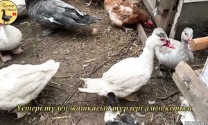 Индоуткалар мен тауықтар 07.09.2025 #куры #индоутки